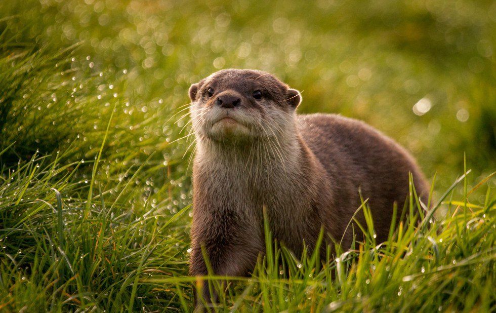 17 Reasons Why Otters Will Capture Your Heart