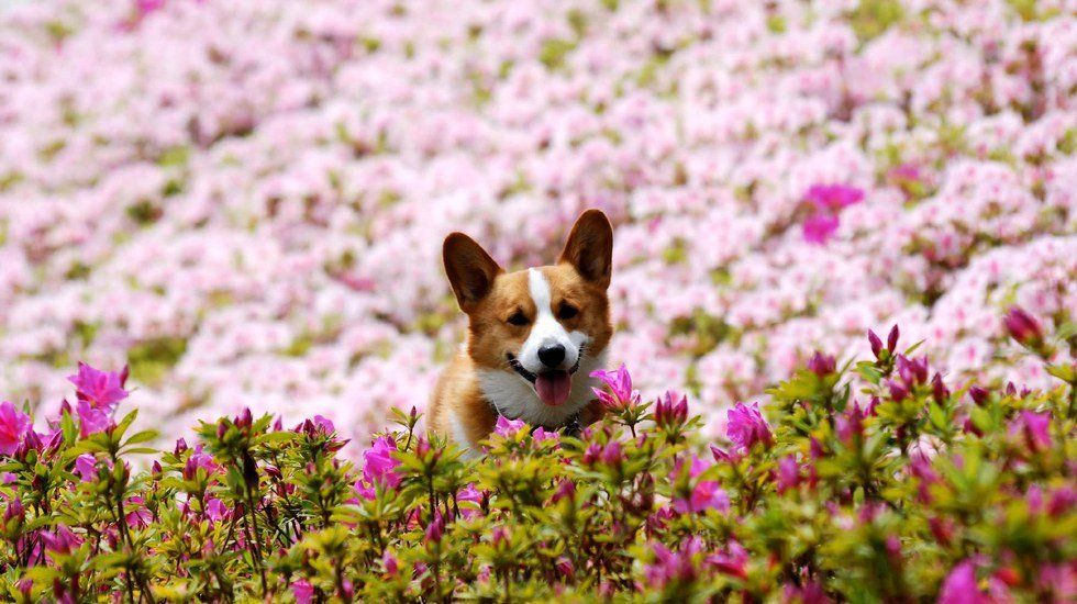 12 Reasons Why Corgis Give You All The Feels