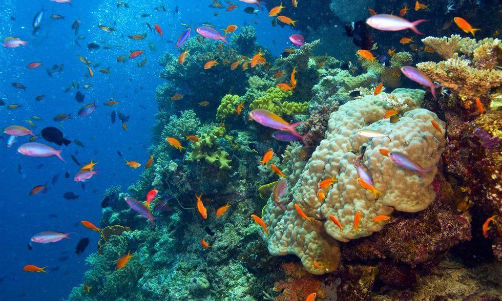 PSA: The Great Barrier Reef Is NOT Dead