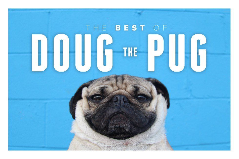 5 Best TV parody's Starring Doug The Pug