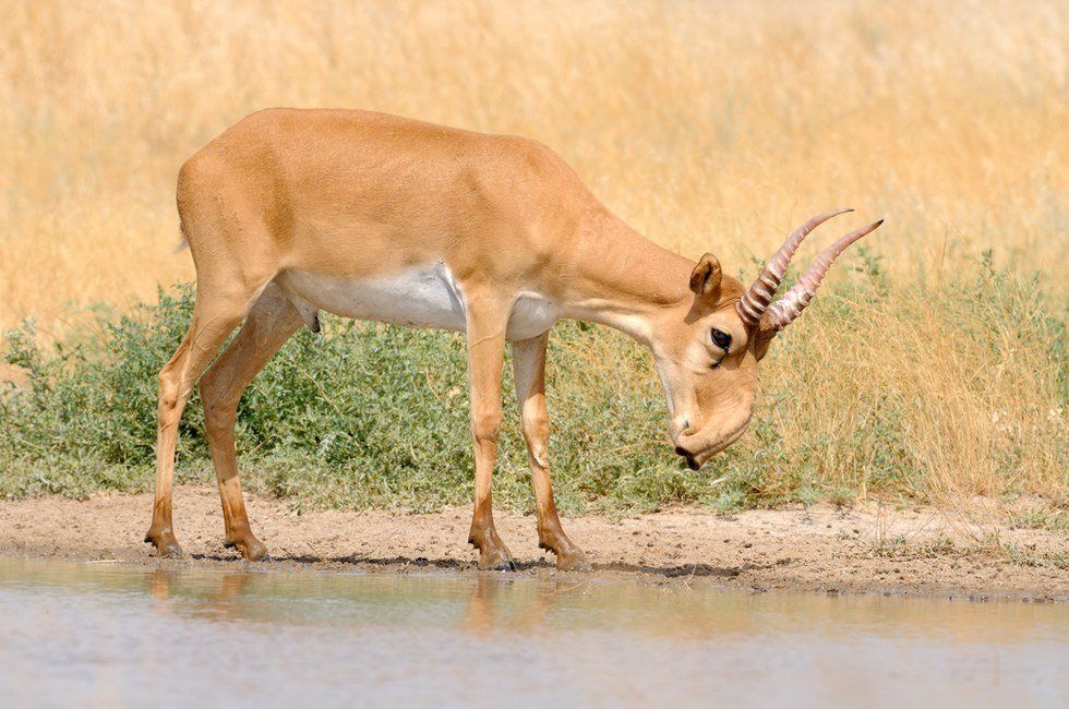 10 Endangered Animals You Didn't Even Know About