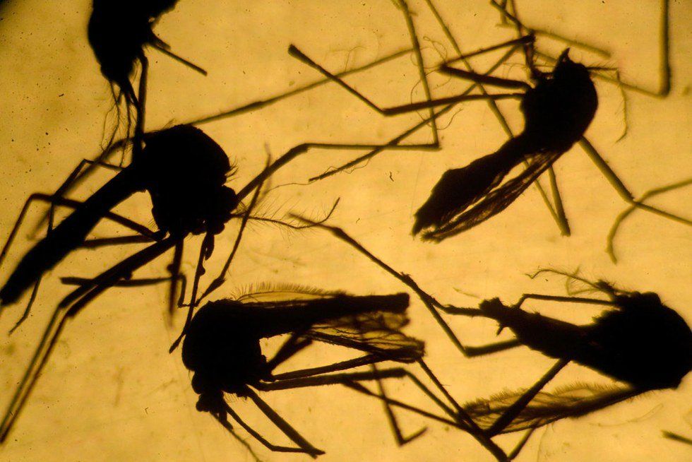 How Will Zika Change Abortion Laws In The US ?