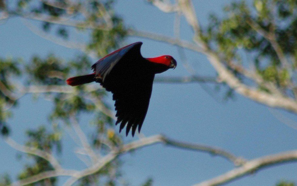 The Parrots Of Indonesia Need Your Help