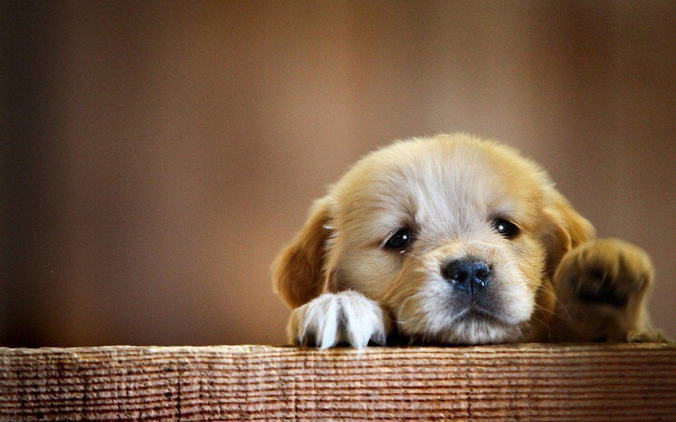 15 Puppy GIFs to Get You Through