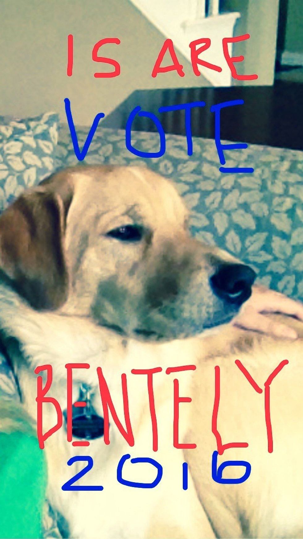 10 Reasons My Dog Should Be President