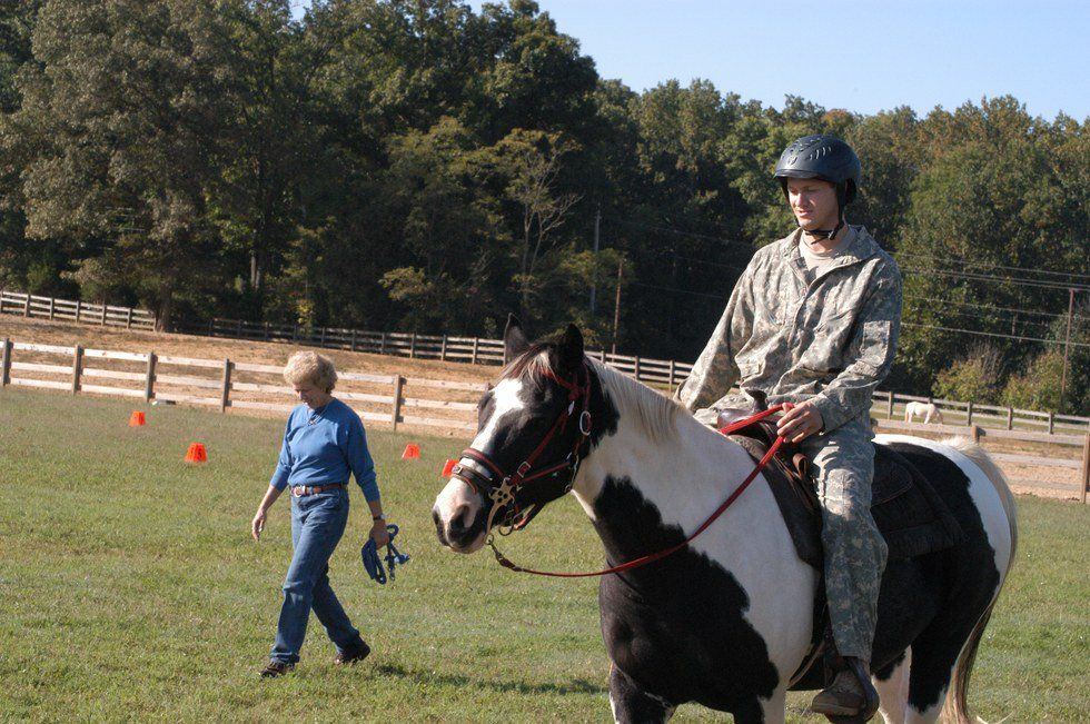 Dear Therapy Horse