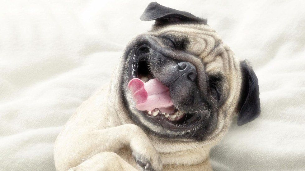 Funny Pups to Make You Giggle