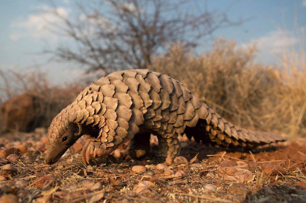 12 Reasons to Pay Attention to The Pangolin