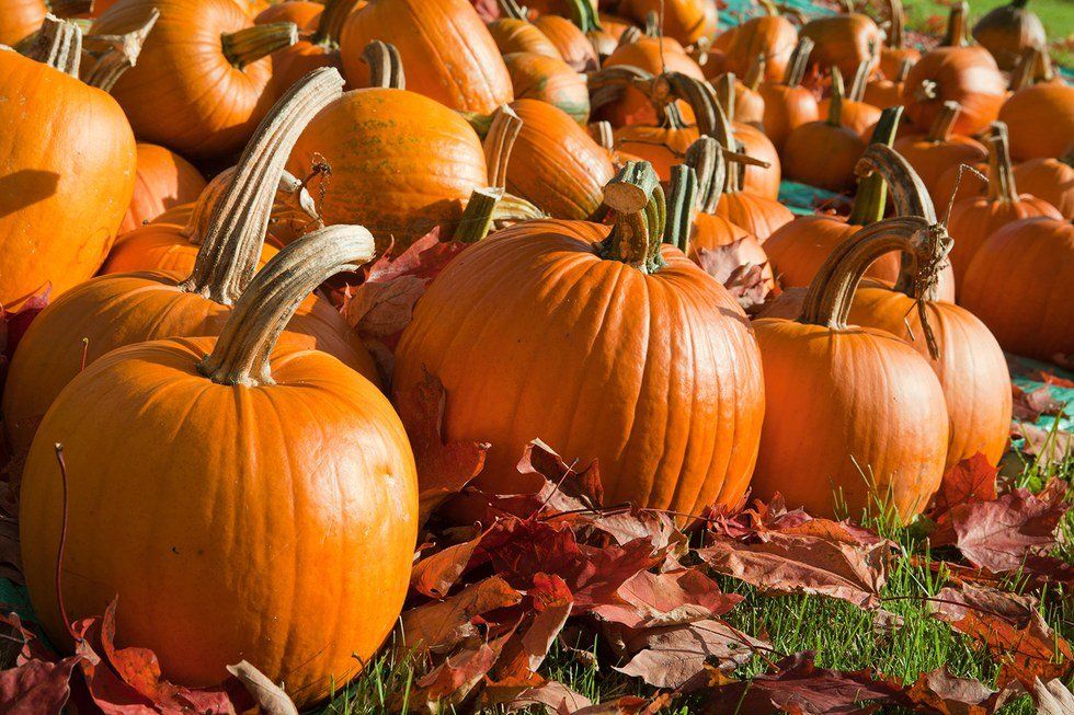 16 Things That Should Be On Your Fall Bucket List