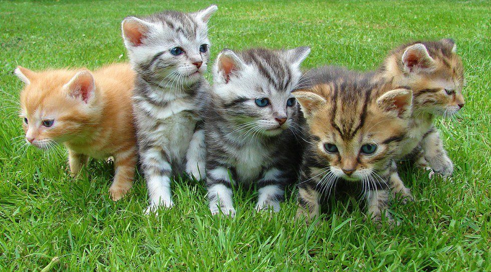 7 Reasons Why Cats Are Amazing