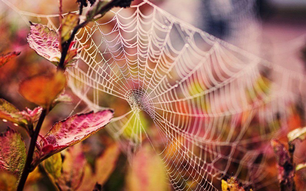 Making Friends With Spiders