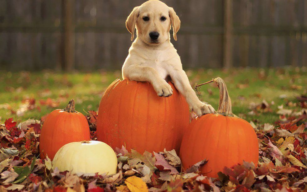 Halloween Costumes For You And Your Dog