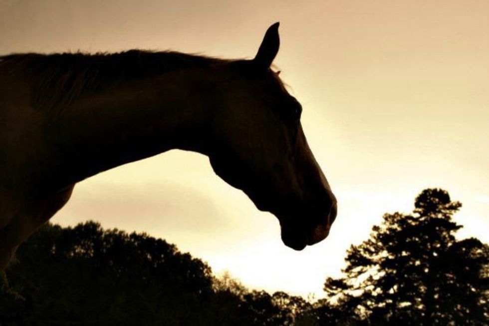 A Letter To The Elderly Lesson Ponies