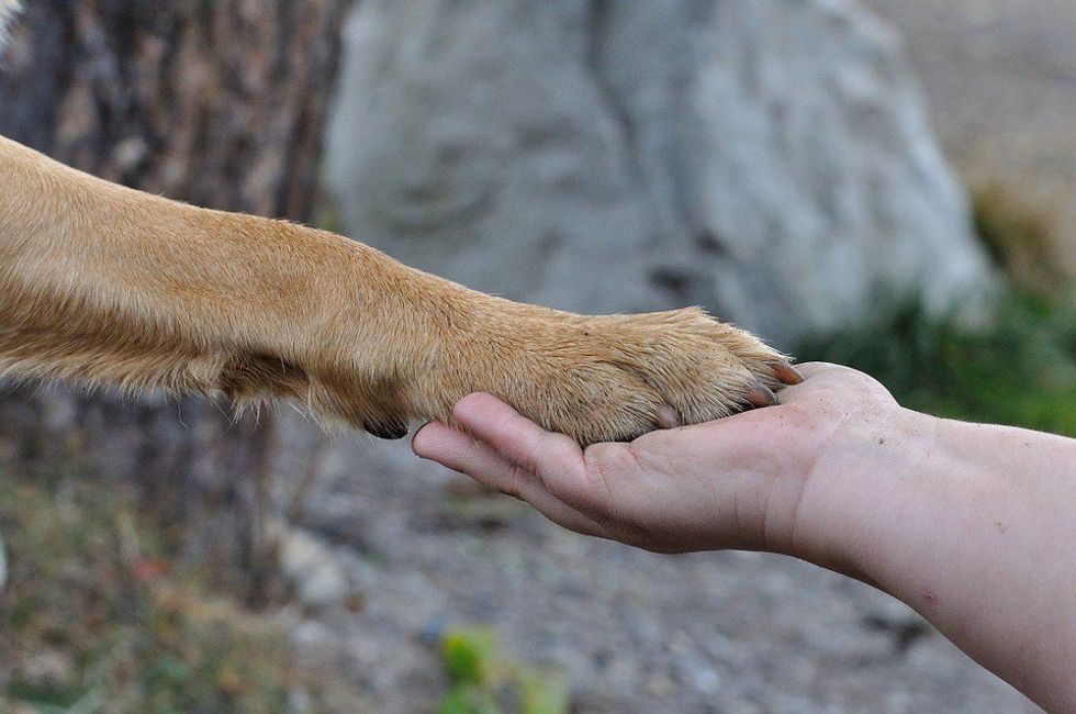 Why Dogs Are The Best Friends You Can Have