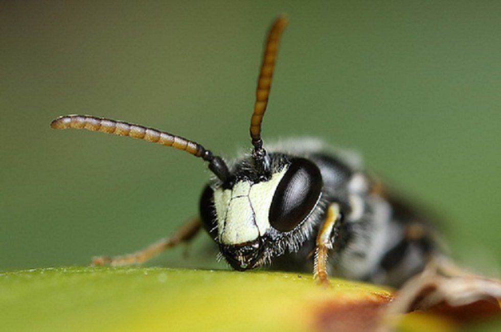 Yellow Faced Bee Declared Endangered In The U.S.