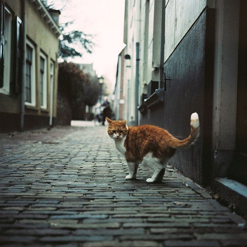 Alley Cat