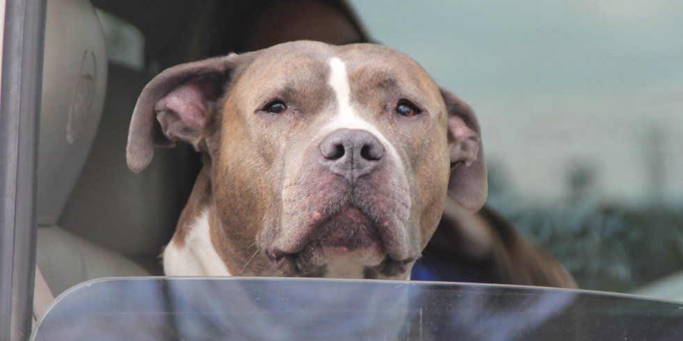 Montreal Bans Pit Bulls, Ready To Euthanize