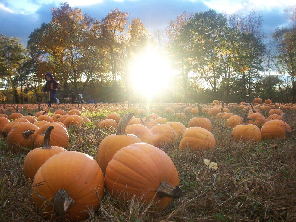 Dear Pumpkin Pickers