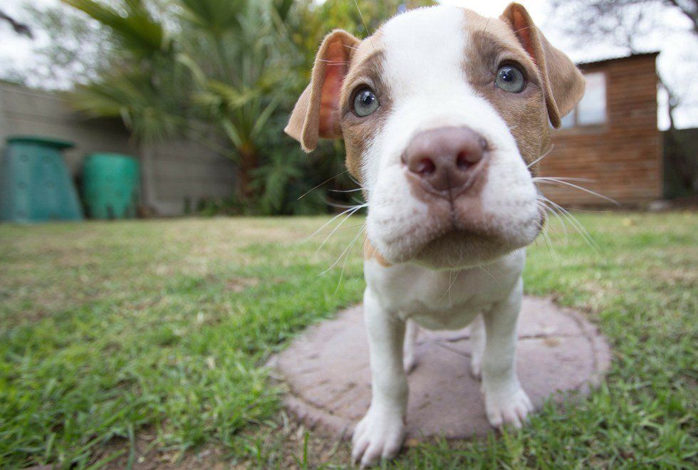 8 Pit Bulls Who Are Definitely Dangerous