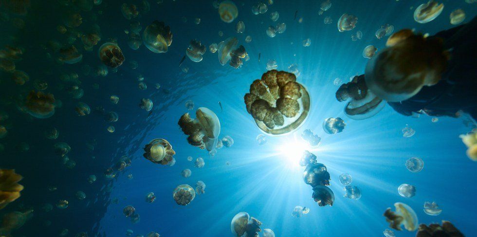 A Poem to Inspire Swimming with Jellyfish in Palau