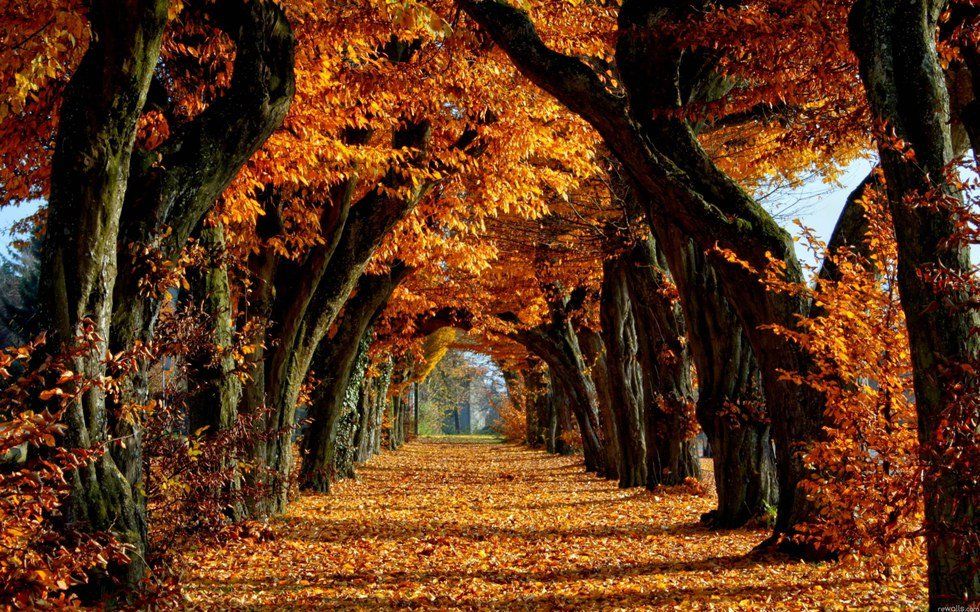 8 Reasons Why Autumn Is The Best Season Of The Year