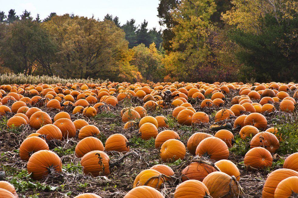 5 Ways To (Pumpkin) Spice Up This Fall