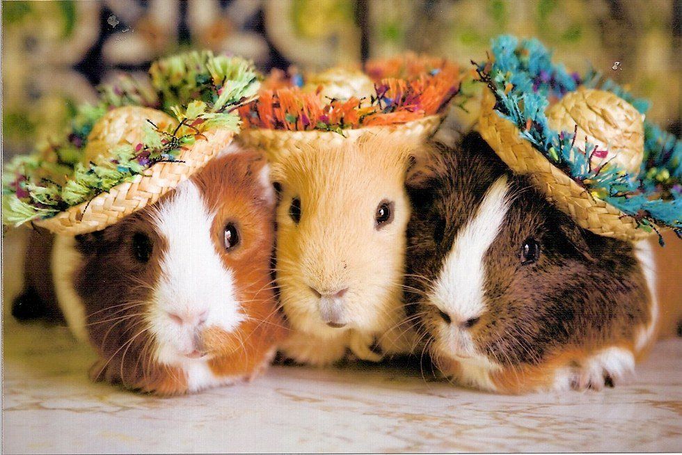 5 Reasons You Need To Get A Guinea Pig Right Now