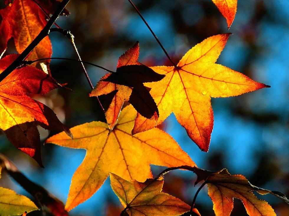 9 Absolutely Best Things About Fall