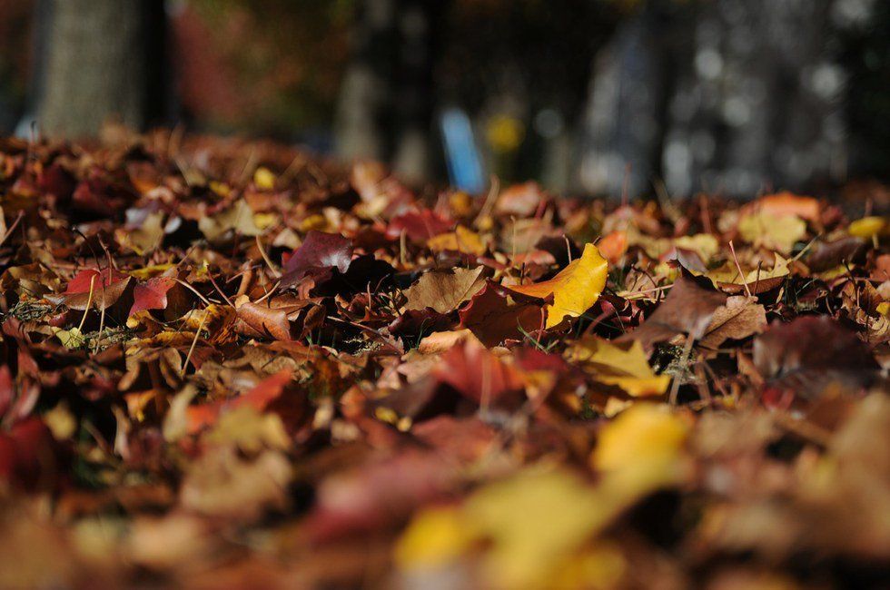 Fall Out! 10 Reasons To Get Excited For Autumn!