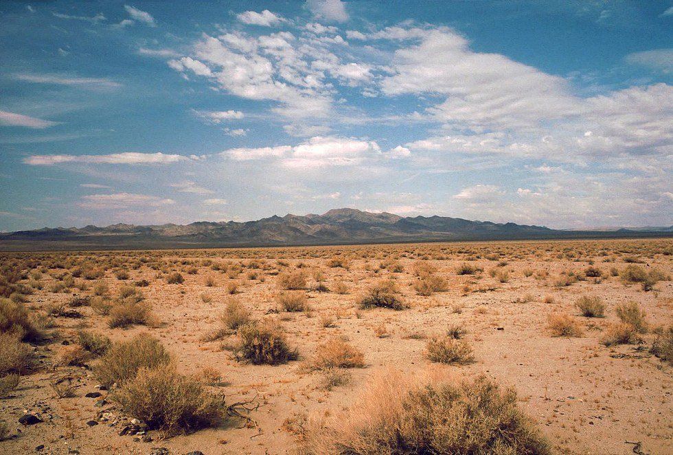 The Thoughts And Opinions Of A Dead Dog On The Side of a Desert Road During A Texas Summer Heatwave