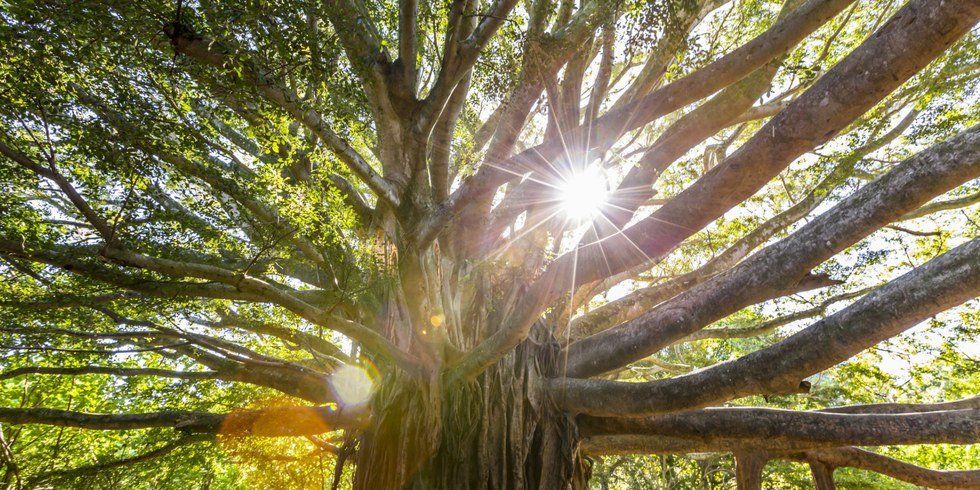 The Great Pecan Tree