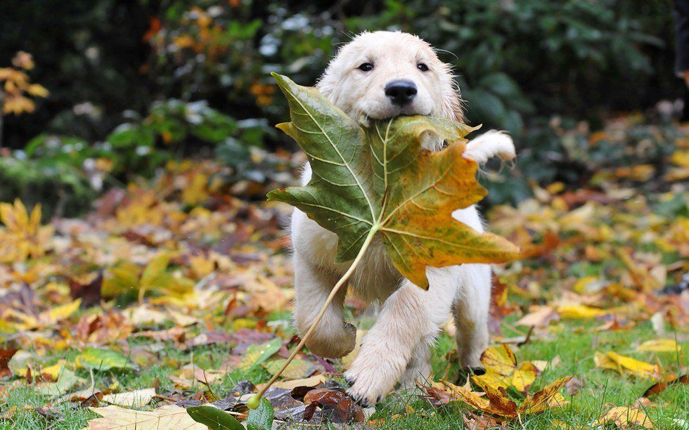 18 Photos Of Puppies Playing In Piles Of Leaves