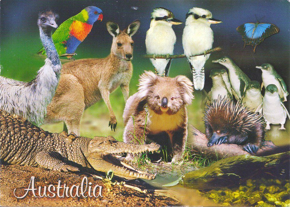 Wildlife of Australia: A Survival Guide