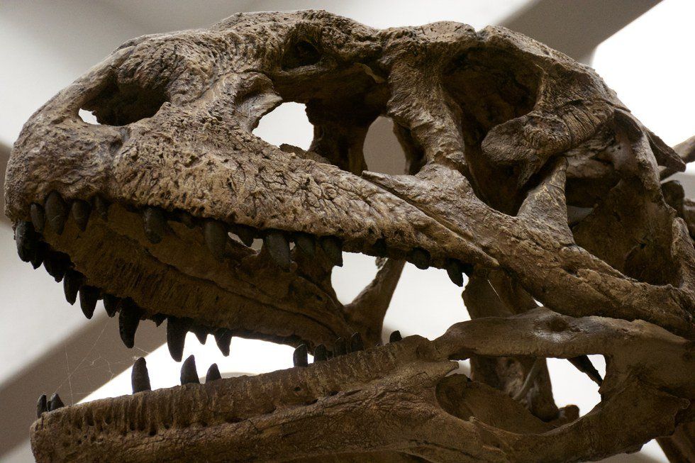 Why Stony Brook University Has 70-Million-Year-Old Dinosaur Skeleton Replica