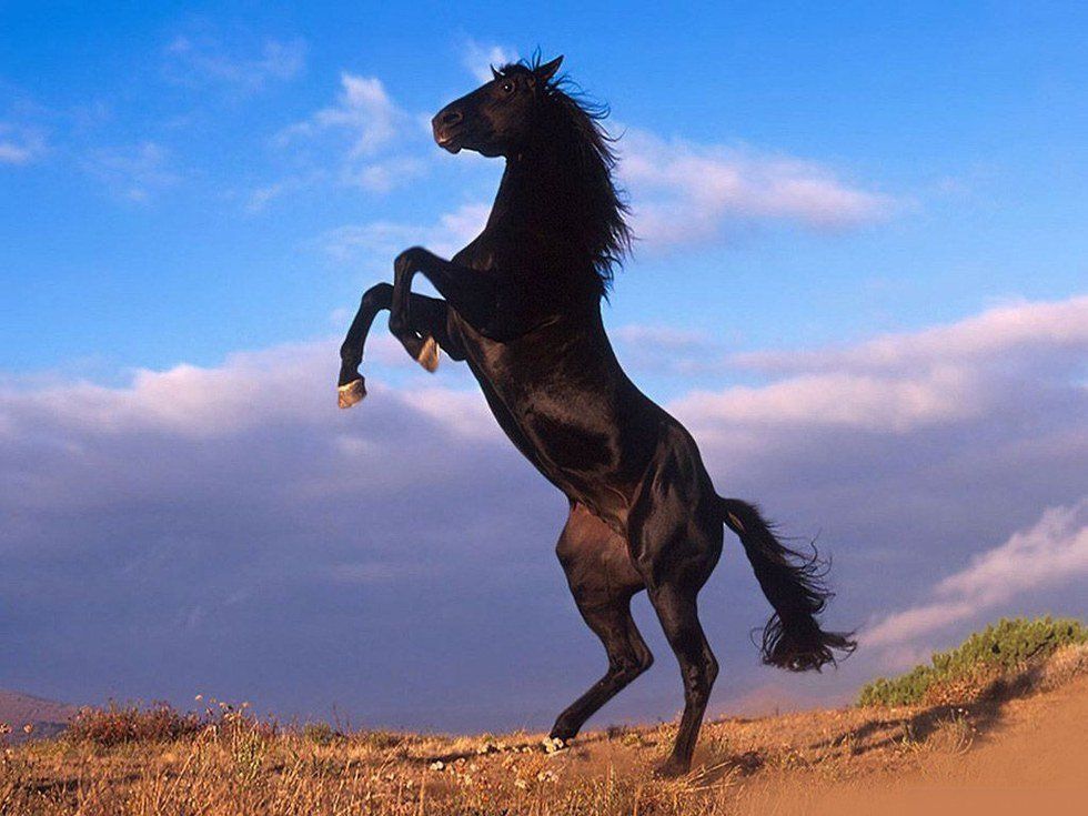 The Black Stallion Challenge