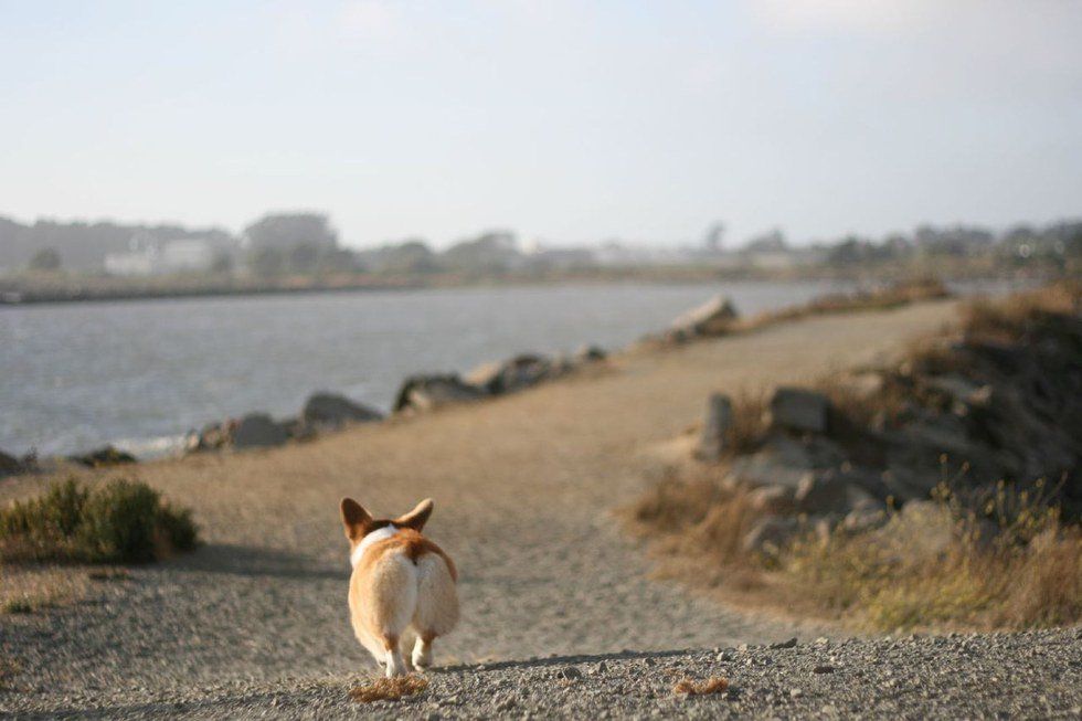 11 Corgi Butts That Are Guaranteed To Drive You Nuts