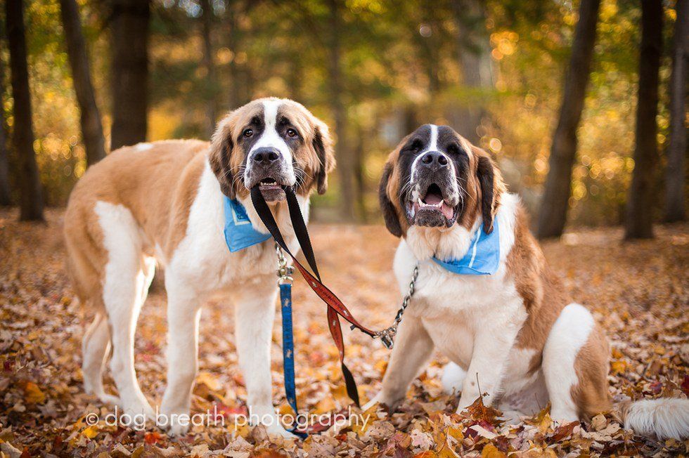 Celebrating Fall With Your Dog