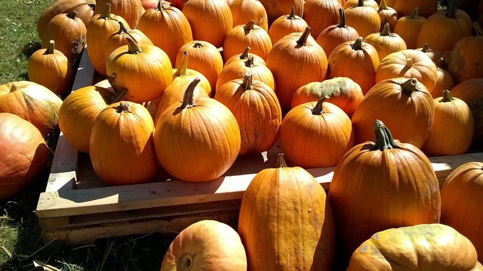 Top Fall Recipes For The Pumpkin Lovers