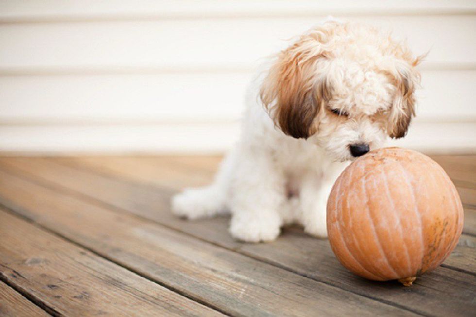 The Pumpkin Spice Phenomenon