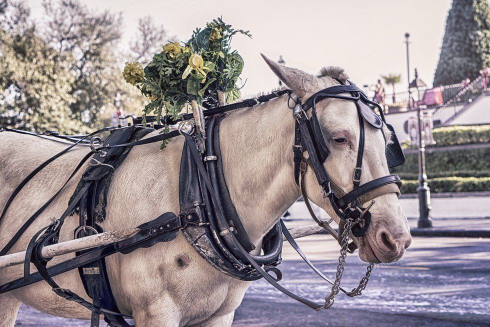 Why We Should Ban Horse Carriages