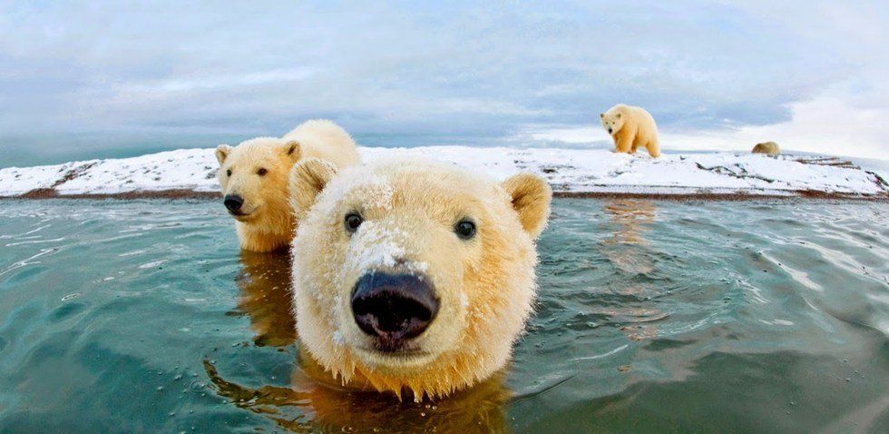 The Polar Bears Are Taking Russian Bases Under Seige Thanks To Global Warming