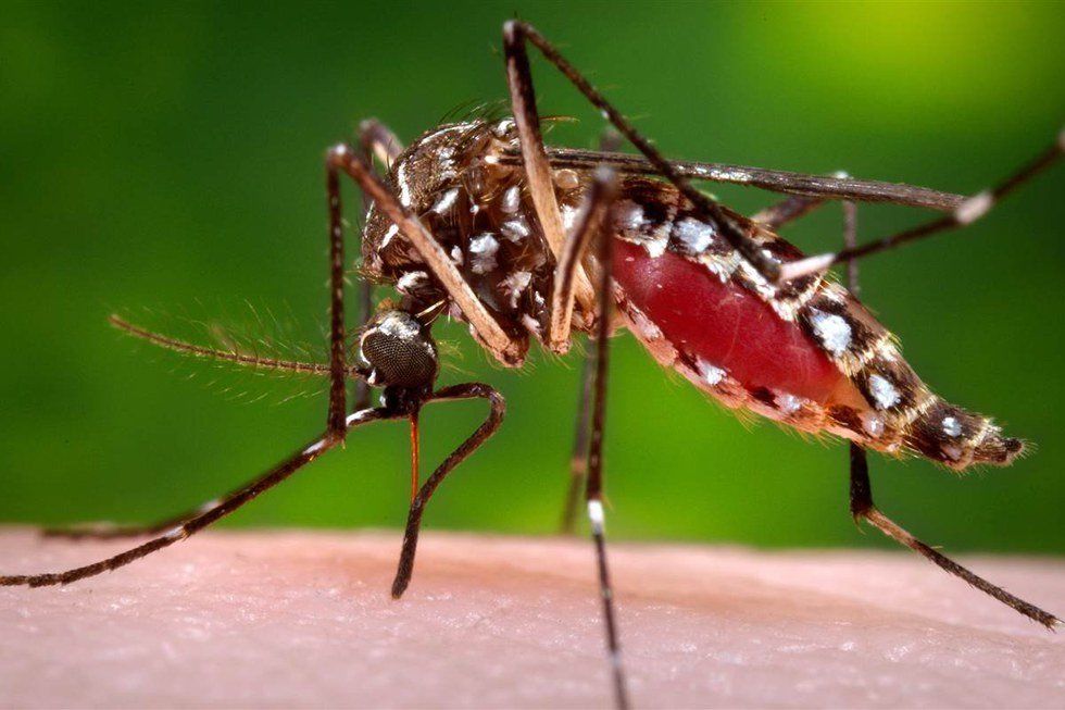 Republicans Refuse to Fund Zika Relief Unless They Can Fly Confederate Flags and Close Planned Parenthood