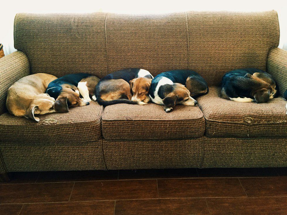 Beagles Are The Best Dog Breed