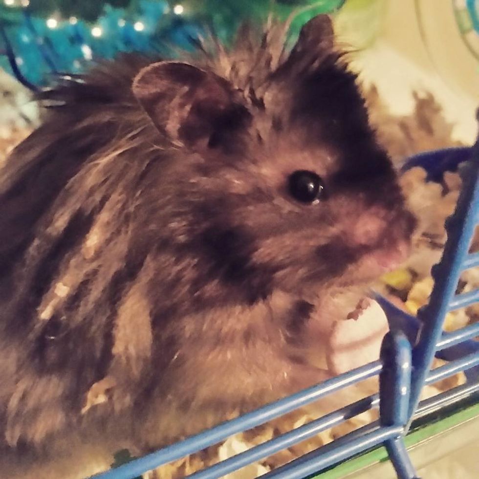 10 Reasons Why A Hamster Is A Great Pet