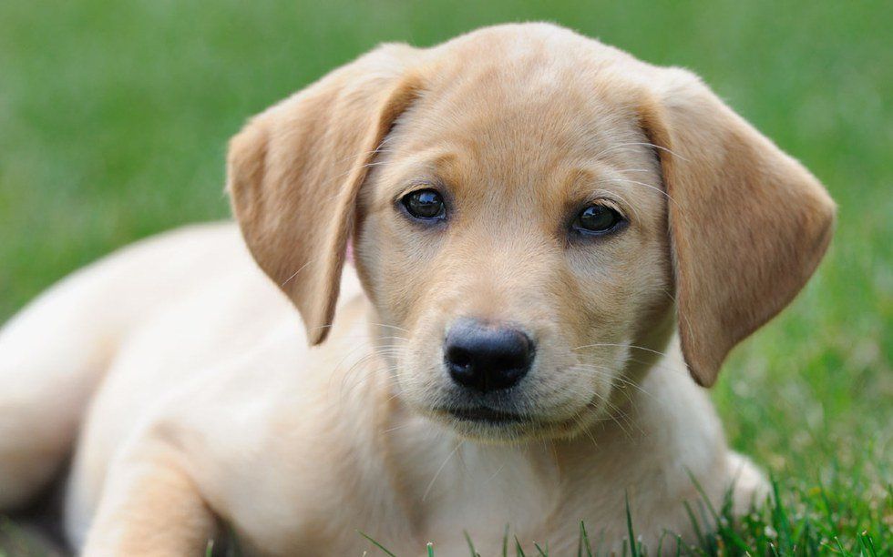 10 of the Best Dog Breeds