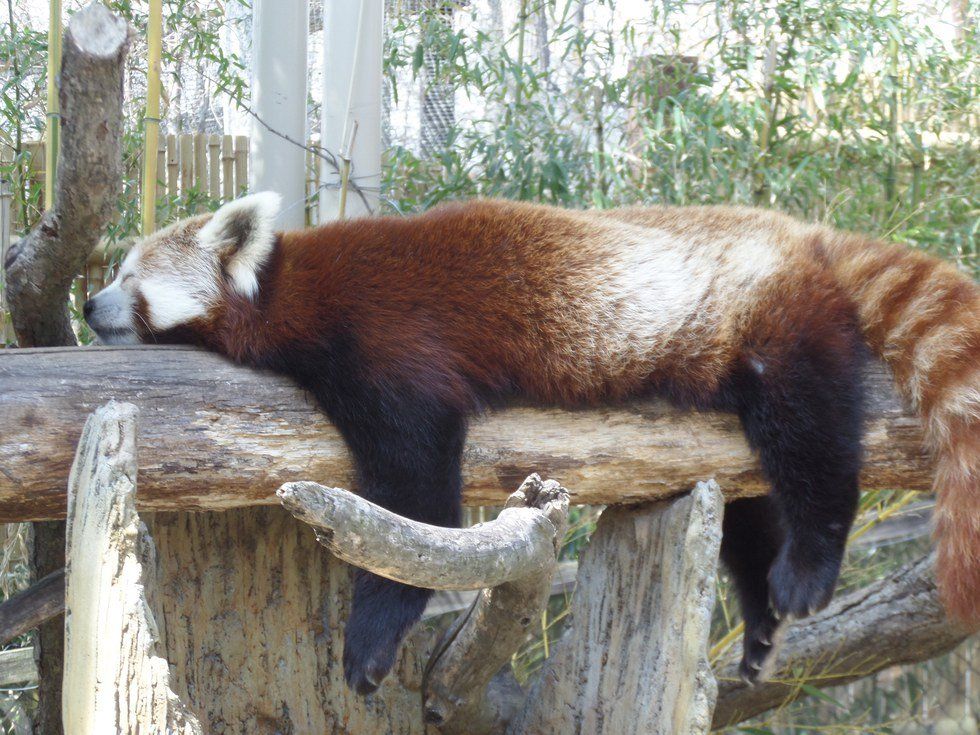 10 Times Animals Were Sleepy College Students