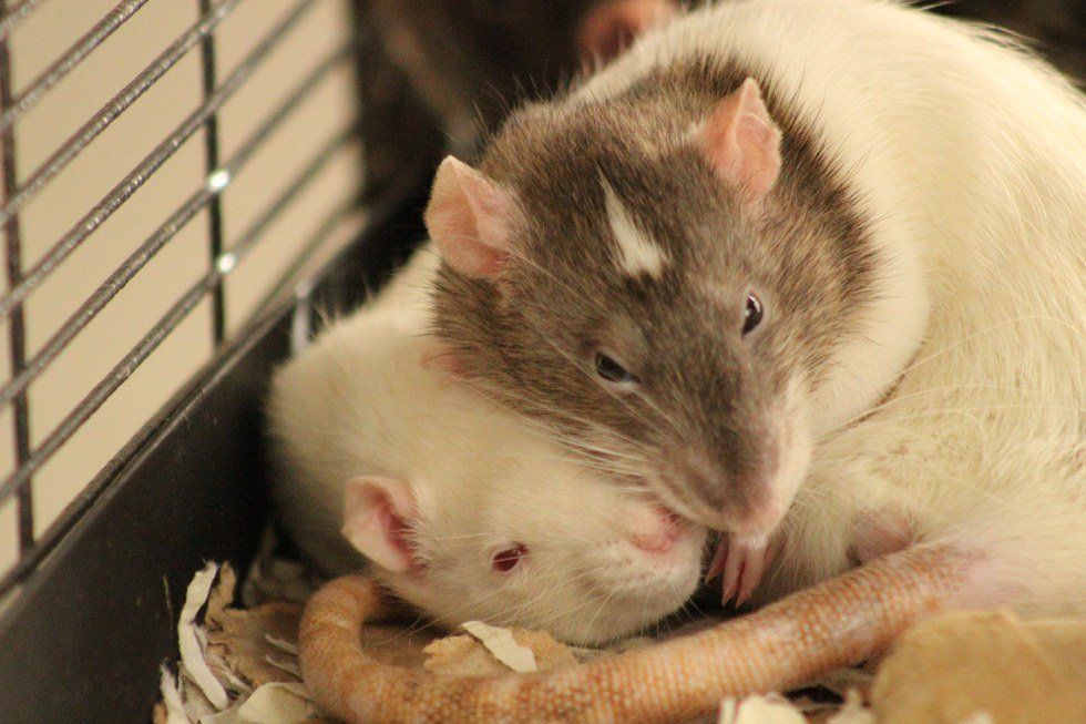 10 Reasons Why Pet Rats Are The Perfect Pet For A College Student