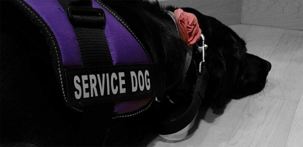 A Beginners Guide To Life With A Service Dog