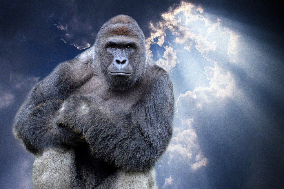 Harambe For President