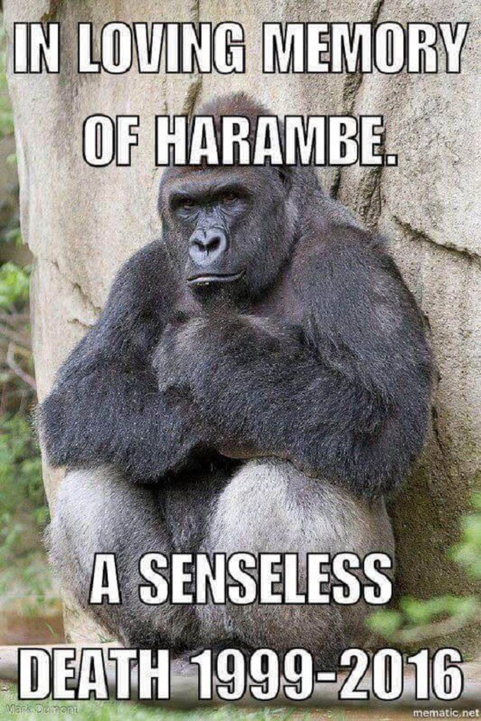 WE MISS YOU HARAMBE